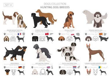 Hunting dogs collection isolated on white. Flat style. Different color and country of origin. Vector illustration clipart