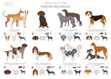 Av köpekleri koleksiyonu üzerinde beyaz izole. Düz stil. Farklı renk ve menşe ülke. Vektör çizim