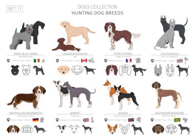 Av köpekleri koleksiyonu üzerinde beyaz izole. Düz stil. Farklı renk ve menşe ülke. Vektör çizim