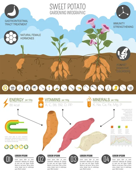 甘薯有益的特点图形模板 农业信息图 它是如何生长的 扁平风格的设计 向量例证 — 图库矢量图片