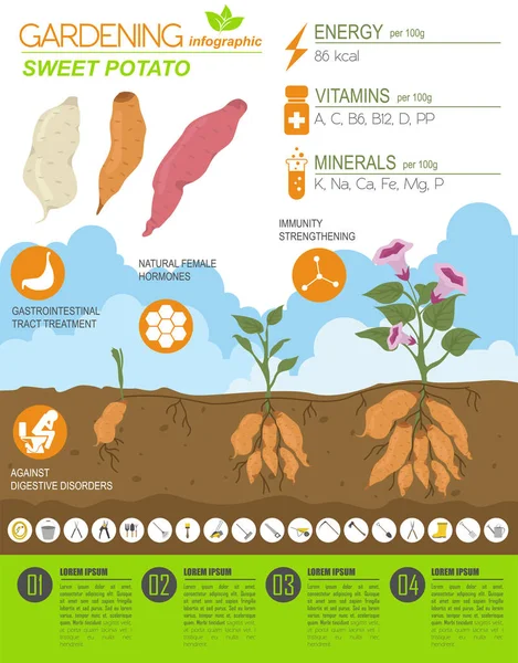 Słodkie Ziemniaki Szablon Graficzny Korzystne Cechy Ogrodnictwo Rolnictwo Infografikę Jak — Wektor stockowy