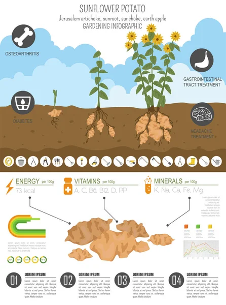 Sunflower Potato Beneficial Features Graphic Template Gardening Farming Infographic How — Stock Vector