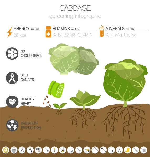 Cabbage Beneficial Features Graphic Template Gardening Farming Infographic How Grows — Stock Vector
