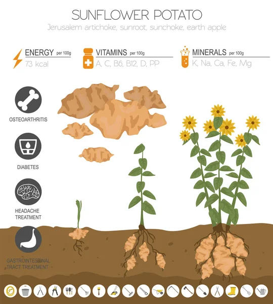 Modèle Graphique Caractéristiques Bénéfiques Pomme Terre Tournesol Jardinage Infographie Agricole — Image vectorielle