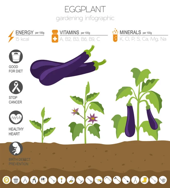 Szablon Graficzny Bakłażan Korzystnych Cech Ogrodnictwo Rolnictwo Infografikę Jak Rośnie — Wektor stockowy