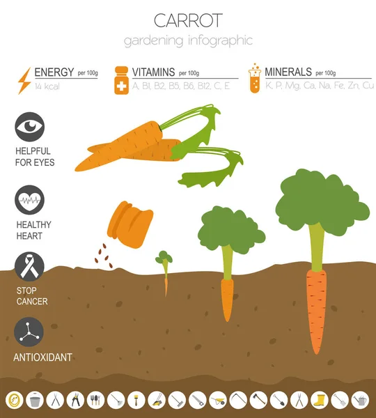 Cenoura Características Benéficas Modelo Gráfico Jardinagem Infográfico Agrícola Como Cresce — Vetor de Stock