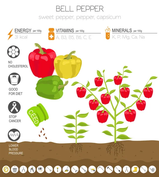 Bell Pepper Beneficial Features Graphic Template Gardening Farming Infographic How — Stock Vector