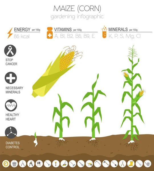 Kukuřice Prospěšné Funkce Grafické Šablony Zahradnictví Zemědělství Infografiku Jak Roste — Stockový vektor