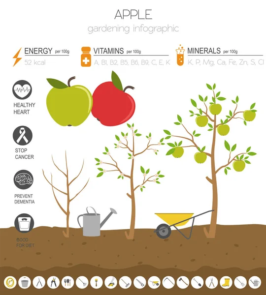 苹果有益的功能图形模板 农业信息图 它是如何生长的 扁平风格的设计 向量例证 — 图库矢量图片