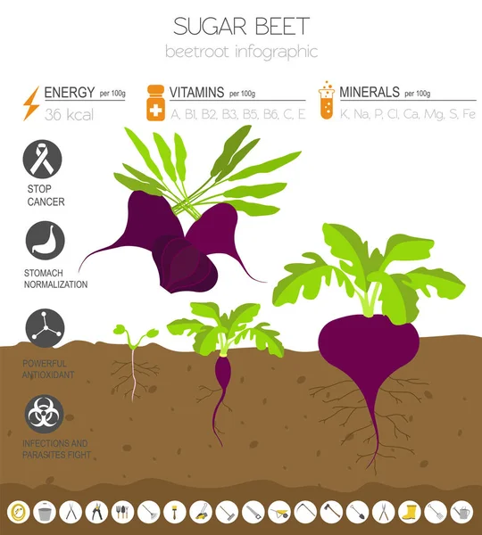 Cékla Előnyös Funkciókat Grafikus Sablon Kertészeti Mezőgazdasági Infographic Hogyan Növekszik — Stock Vector