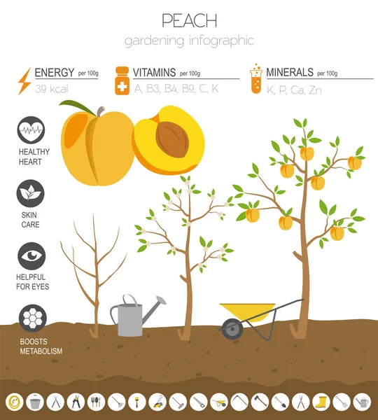 Melocotón Características Beneficiosas Plantilla Gráfica Jardinería Infografía Agrícola Cómo Crece — Vector de stock