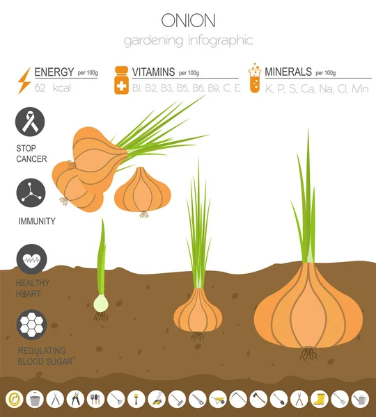 Hagyma Előnyös Funkciókat Grafikus Sablon Kertészeti Mezőgazdasági Infographic Hogyan Növekszik — Stock Vector