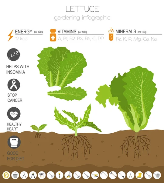 Hlávkový Salát Prospěšné Funkce Grafické Šablony Zahradnictví Zemědělství Infografiku Jak — Stockový vektor