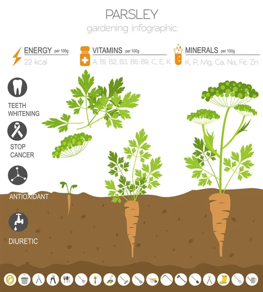Prezzemolo Caratteristiche Benefiche Modello Grafico Giardinaggio Agricoltura Infografica Come Cresce — Vettoriale Stock