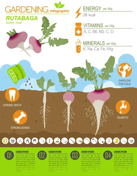 Şalgam yararlı özellikleri grafik şablonu. Bahçe, Infographic tarım, nasıl büyür. Düz stil tasarım. Vektör çizim