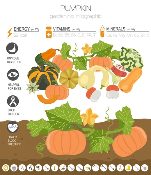 Pumpkin Beneficial Features Graphic Template Gardening Farming Infographic How Grows — Stock Vector