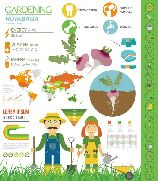Rutabaga Caratteristiche Benefiche Modello Grafico Giardinaggio Agricoltura Infografica Come Cresce — Vettoriale Stock