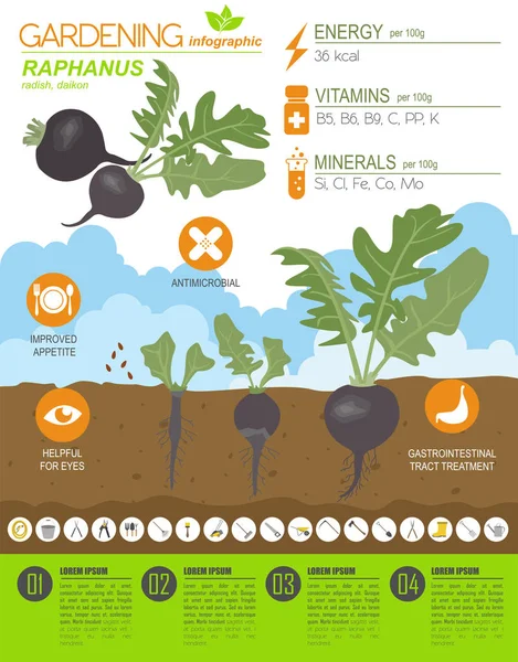 Raphanus Bénéfique Caractéristiques Modèle Graphique Jardinage Infographie Agricole Comment Grandit — Image vectorielle