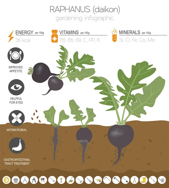 Raphanus Memiliki Templat Grafis Yang Menguntungkan Berkebun Bertani Infografis Bagaimana - Stok Vektor
