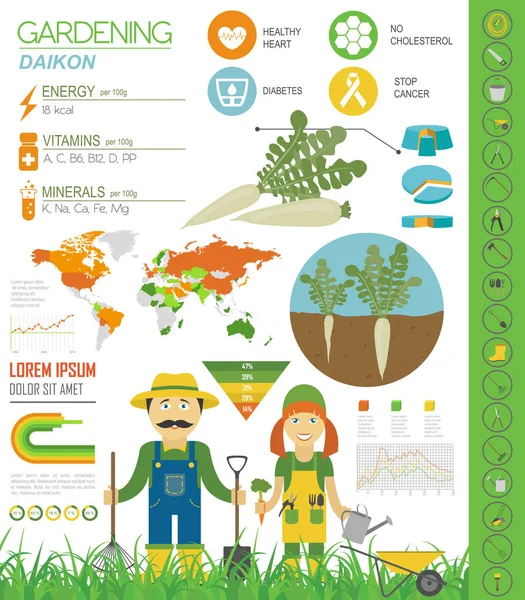 Daikon Hyödyllisiä Ominaisuuksia Graafinen Malli Puutarhanhoito Maanviljely Infographic Miten Kasvaa — vektorikuva