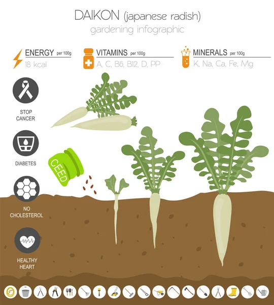 Modèle Graphique Des Caractéristiques Bénéfiques Daikon Jardinage Infographie Agricole Comment — Image vectorielle