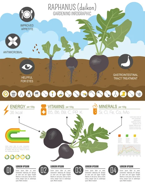 Raphanus Memiliki Templat Grafis Yang Menguntungkan Berkebun Bertani Infografis Bagaimana - Stok Vektor