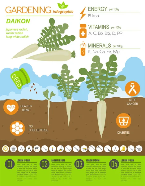 Daikon yararlı özellikleri grafik şablonu. Bahçe, Infographic tarım, nasıl büyür. Düz stil tasarım. Vektör çizim