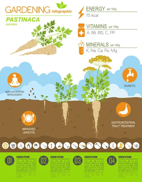 Pastinaca Beneficial Features Graphic Template Gardening Farming Infographic How Grows — Stock Vector
