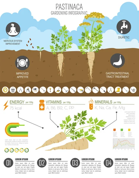 Pastinaca faydalı özellikleri grafik şablonu. Bahçe, Infographic tarım, nasıl büyür. Düz stil tasarım. Vektör çizim