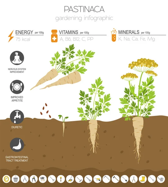 Pastinaca Prospěšné Funkce Grafické Šablony Zahradnictví Zemědělství Infografiku Jak Roste — Stockový vektor