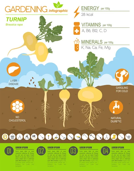 Turnip Beneficial Features Graphic Template Gardening Farming Infographic How Grows — Stock Vector