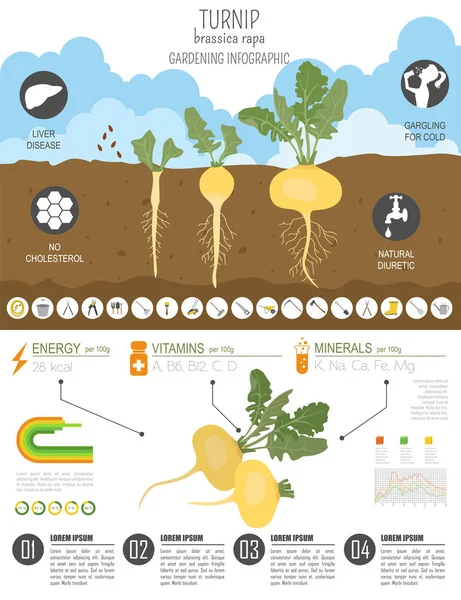 Raap Nuttige Functies Grafische Sjabloon Tuinieren Landbouw Infographic Hoe Het — Stockvector