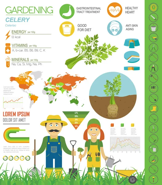 Kereviz yararlı özellikleri grafik şablonu. Bahçe, Infographic tarım, nasıl büyür. Düz stil tasarım. Vektör çizim
