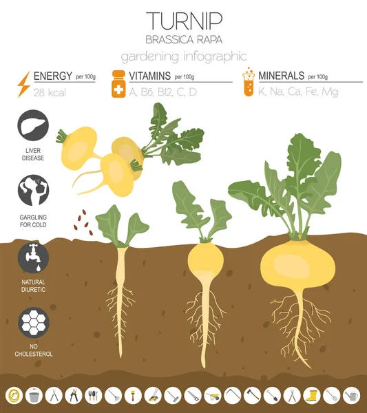 Turnip Caractéristiques Bénéfiques Modèle Graphique Jardinage Infographie Agricole Comment Grandit — Image vectorielle
