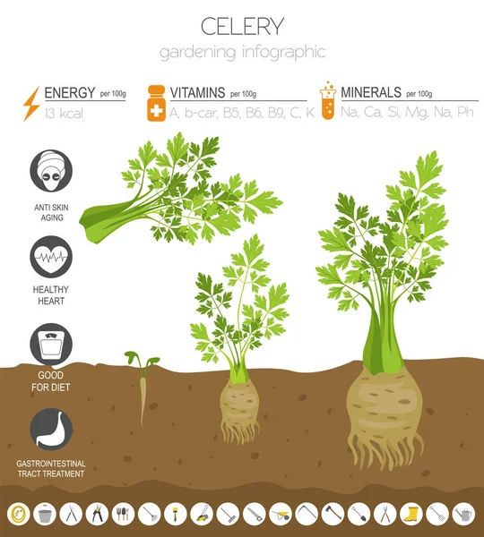 芹菜有益的特点图形模板 农业信息图 它是如何生长的 扁平风格的设计 向量例证 — 图库矢量图片