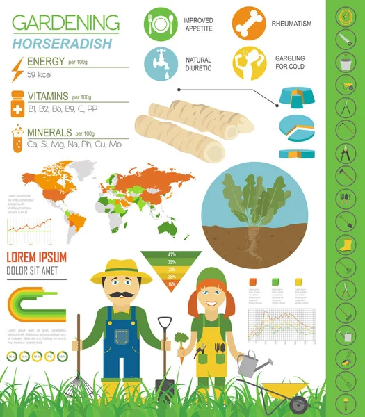 Křenem Prospěšné Funkce Grafické Šablony Zahradnictví Zemědělství Infografiku Jak Roste — Stockový vektor