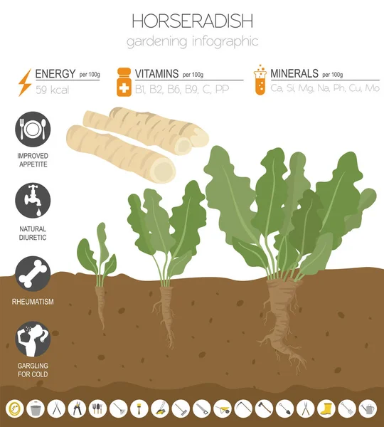 Rábano Picante Características Beneficiosas Plantilla Gráfica Jardinería Infografía Agrícola Cómo — Archivo Imágenes Vectoriales