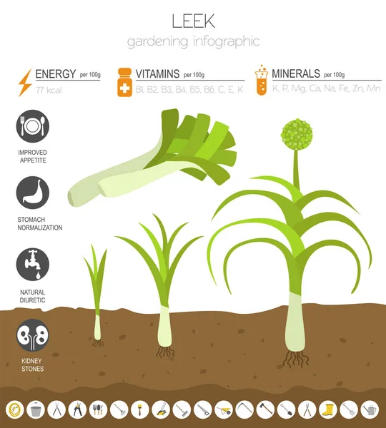 荔枝洋葱有益的特点图形模板 农业信息图 它是如何生长的 扁平风格的设计 向量例证 — 图库矢量图片