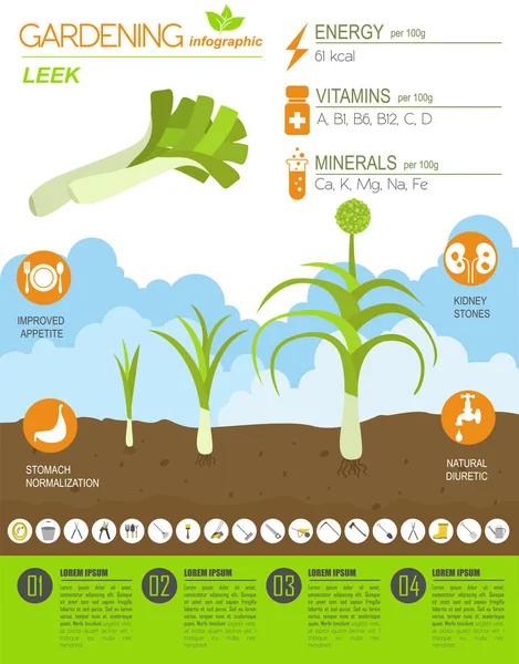 Leek Onion Beneficial Features Graphic Template Gardening Farming Infographic How — Stock Vector