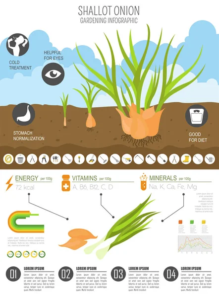 Shallot Cebolla Características Beneficiosas Plantilla Gráfica Jardinería Infografía Agrícola Cómo — Vector de stock