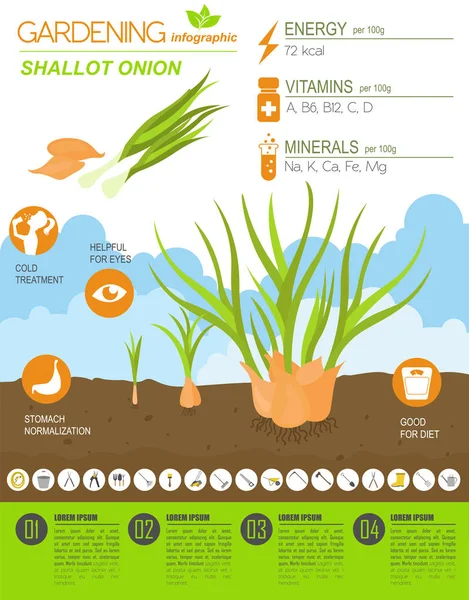 Mogyoróhagyma Hagyma Előnyös Funkciókat Grafikus Sablon Kertészeti Mezőgazdasági Infographic Hogyan — Stock Vector