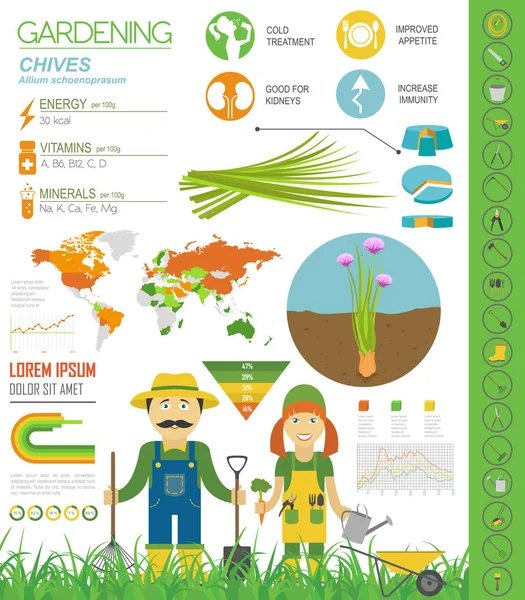 Chives Onion Beneficial Features Graphic Template Gardening Farming Infographic How — Stock Vector