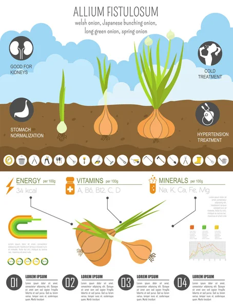 Cipolla Gallese Caratteristiche Benefiche Modello Grafico Giardinaggio Agricoltura Infografica Come — Vettoriale Stock