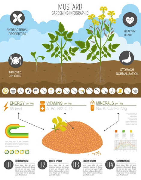 芥末有益的特点图形模板 农业信息图 它是如何生长的 扁平风格的设计 向量例证 — 图库矢量图片