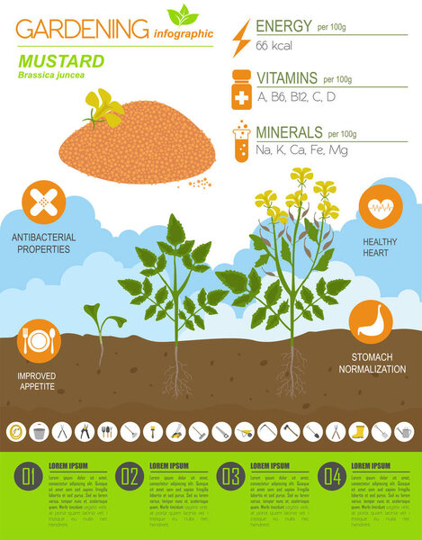 Mustard beneficial features graphic template. Gardening, farming infographic, how it grows. Flat style design. Vector illustration