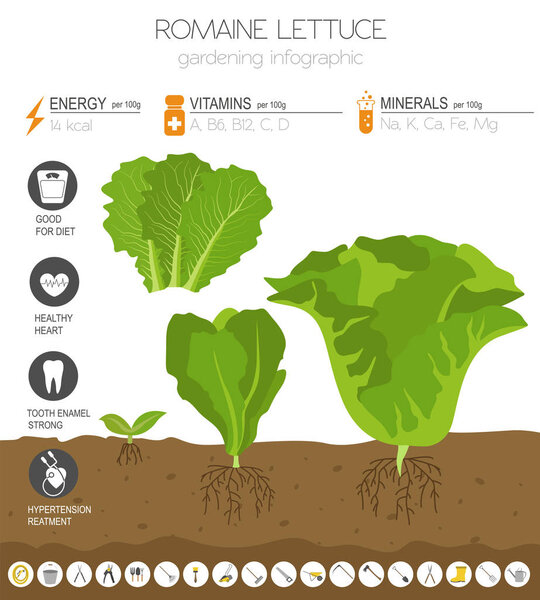 Романи салат полезные особенности графический шаблон. Садоводство, фермерская инфографика, как она растет. Плоский дизайн. Векторная иллюстрация
