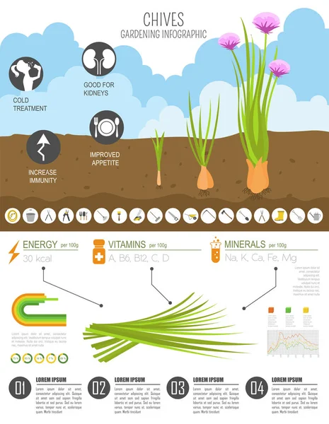 Pažitku Cibule Blahodárné Vlastnosti Grafické Šablony Zahradnictví Zemědělství Infografiku Jak — Stockový vektor