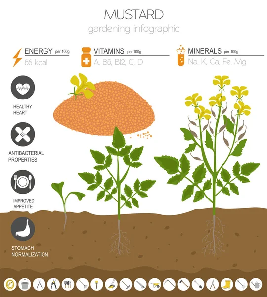 Modèle Graphique Des Caractéristiques Bénéfiques Moutarde Jardinage Infographie Agricole Comment — Image vectorielle