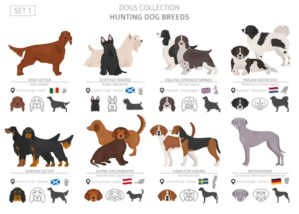 Colección Perros Caza Aislados Blanco Estilo Plano Diferente Color País — Vector de stock