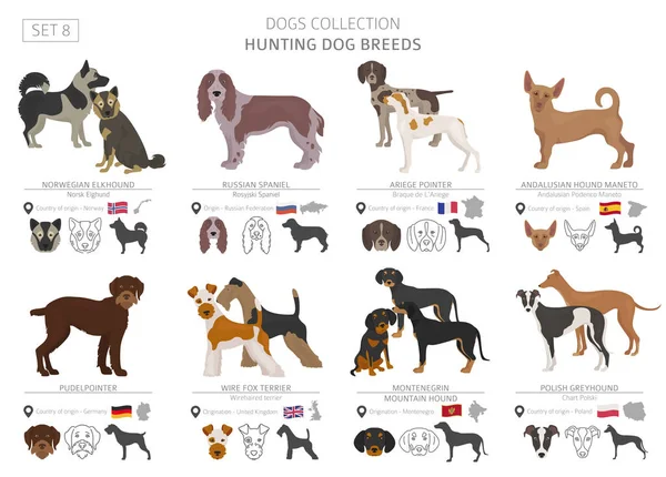 Colección Perros Caza Aislados Blanco Estilo Plano Diferente Color País — Vector de stock